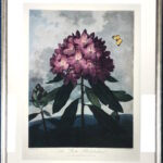 Gallery_framing-engraving-templeofflora-thronton