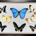 Gallery_framing_box-butterfly