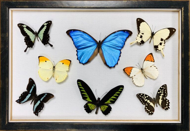 Gallery_framing_box-butterfly